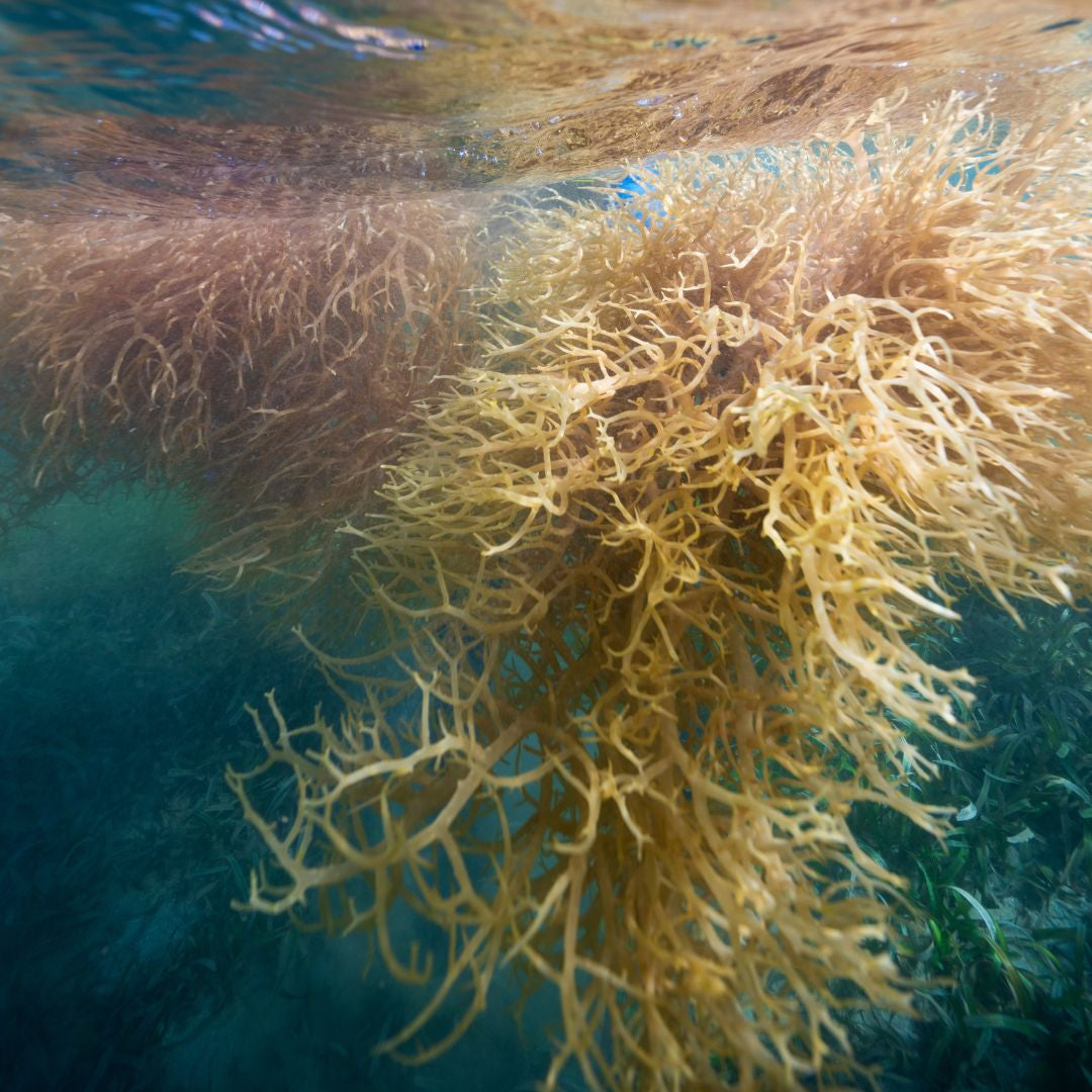 Carrageenan Vs Poligeenan